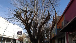 Quejas de vecinos despierta críticas por la poda de árboles en Roca