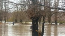 Imagen de Video: tuvieron que subirse a un árbol para salvarse del temporal, en Sauzal Bonito