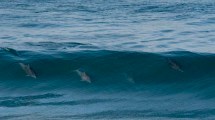 Imagen de Video: los delfines que surfean en Las Grutas  maravillan a los turistas