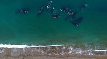 Imagen de Puerto Madryn: 14 ballenas y 14 personas, la increíble imagen que recorre el mundo