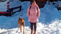 Imagen de Pampero, el perro que espera 8 hs en la nieve de Caviahue que salga de trabajar la mujer que lo adoptó