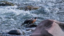 Imagen de La represa del Nahueve afectaría no solo a las truchas, sino también al cóndor andino y a un pato en extinción