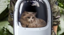 Imagen de ¿Conocés la mochila “nave espacial” para gatitos? Ventajas y desventajas