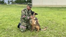 Imagen de Más de 70 militares buscan a Wilson, el perro que ayudó a rescatar a los niños perdidos en Colombia