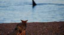 Imagen de Video| Puerto Madryn mágica: zorritos, la ballena con su cría y lobos en una increíble tarde de playa