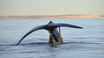 Imagen de Búsqueda desesperada de una ballena enmallada en Península Valdés: «¡Las pesqueras otra vez!»