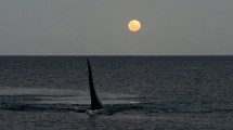 Imagen de Puerto Madryn: se hicieron amigos fotografiando ballenas y sus postales son tan lindas como su amistad