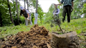 Forestación y cambio climático