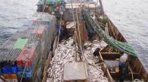 Imagen de Pesca en Argentina: qué proyectos podrían potenciarla para 2030