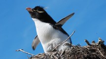 Imagen de Cómo los pingüinos más excéntricos son afectados por el cambio climático