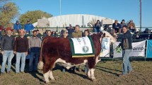 Imagen de El toro Gran Campeón Hereford de Viedma y Patagones viaja al «Mundial de las vacas»