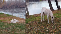 Imagen de Amigo fiel: Blanquito, el perro que cruzaba el río  en Regina, para esperar a su dueño, pero había muerto