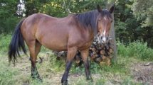 Imagen de Encefalomielitis equina: confirmaron dos casos en Río Negro y la cifra podría aumentar