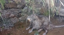 Imagen de Un animal poco habitual apareció en el Nahueve:  «Creemos que fue la crecida»