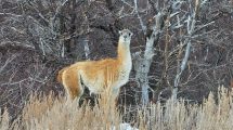 Imagen de La «Curva de los guanacos» y la emocionante historia detrás de un épico video en Chubut