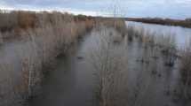 Imagen de Crecida del río Negro: en Roca se triplicó el caudal y monitorean el agua