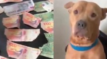 Imagen de Dejó a su perro solo y al volver descubrió más de $30 mil rotos: la reacción del animal lo hizo viral