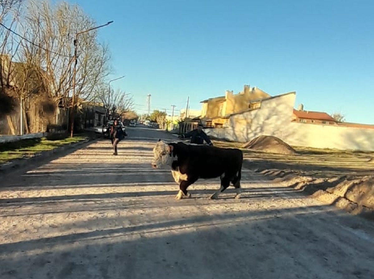 El hecho ocurrió esta mañana en Fernández Oro. Foto: Inforo.