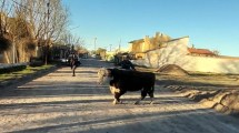 Imagen de Insólito: vecinos fueron sorprendidos por un toro en Fernández Oro