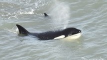 Imagen de Las orcas volvieron a visitar la costa de Río Negro: mirá qué lindas imágenes y videos