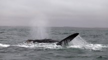 Imagen de “Finde” largo en Las Grutas: arranca la temporada de avistaje embarcado de ballenas