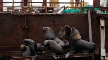 Imagen de ¿El brote de gripe aviar que llegó al Puerto San Antonio Este afectará el avistaje embarcado de ballenas?