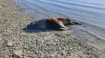 Imagen de Gripe aviar: apareció muerto un lobo marino en San Antonio Este y analizan vinculación con el brote