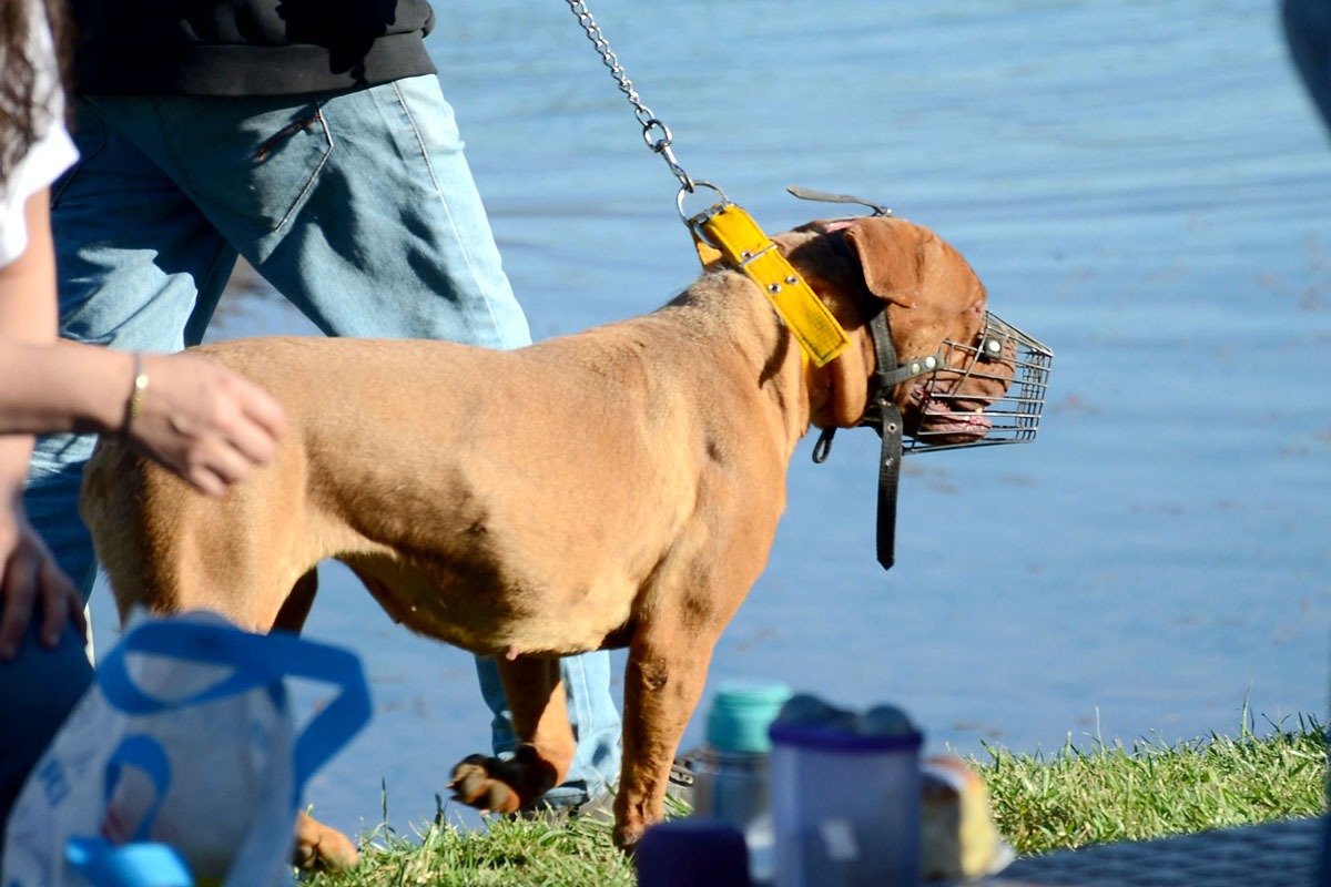 es peligroso pasear perros