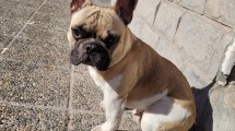 Imagen de Buscan intensamente a Rufus, un perro que desapareció en Cipolletti: creen que fue robado