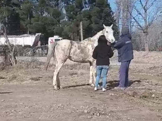 Una yegua fue rescatada la semana pasada. 