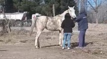 Imagen de Preocupación por caballos sueltos y maltratados en Roca