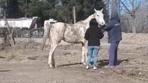 Preocupación por caballos sueltos y maltratados en Roca