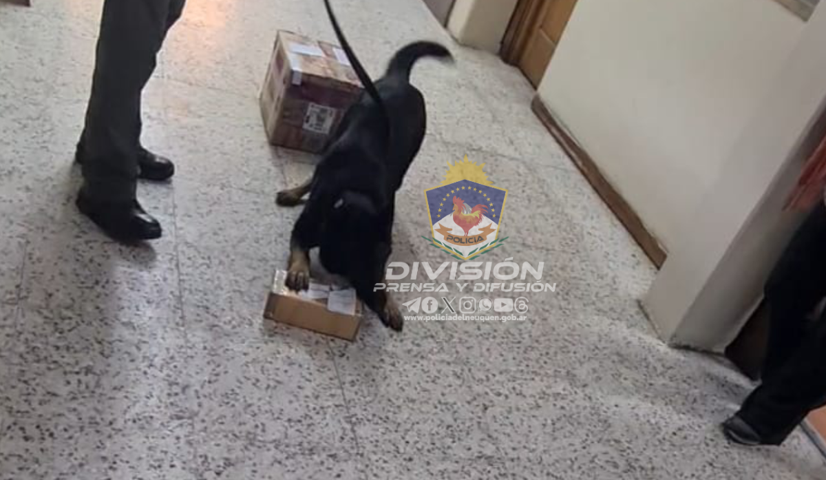 Bettina, la can detectora de la policía, encontró drogas en San Martín de los Andes. Foto: Gentileza