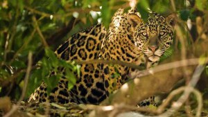 Viaje a la increíble ruta del jaguar en el paraíso del ecoturismo de Brasil