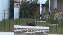 Imagen de Gripe aviar: un lobo marino apareció en una casa en Monte Hermoso y se activó un protocolo