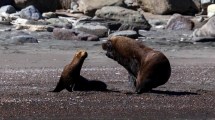 Imagen de Gripe aviar: preocupa la aparición de lobos muertos en el Camino de la Costa