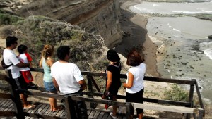 Viedma: cierran el acceso a Punta Bermeja por un caso de gripe aviar en un lobo marino