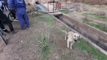 Imagen de Video: rescataron a seis perros de una pileta abandonada en Centenario y dos estaban muertos