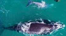 Imagen de El lobito que se hizo amigo de un ballenato en Las Grutas: la magia de la fauna en Patagonia