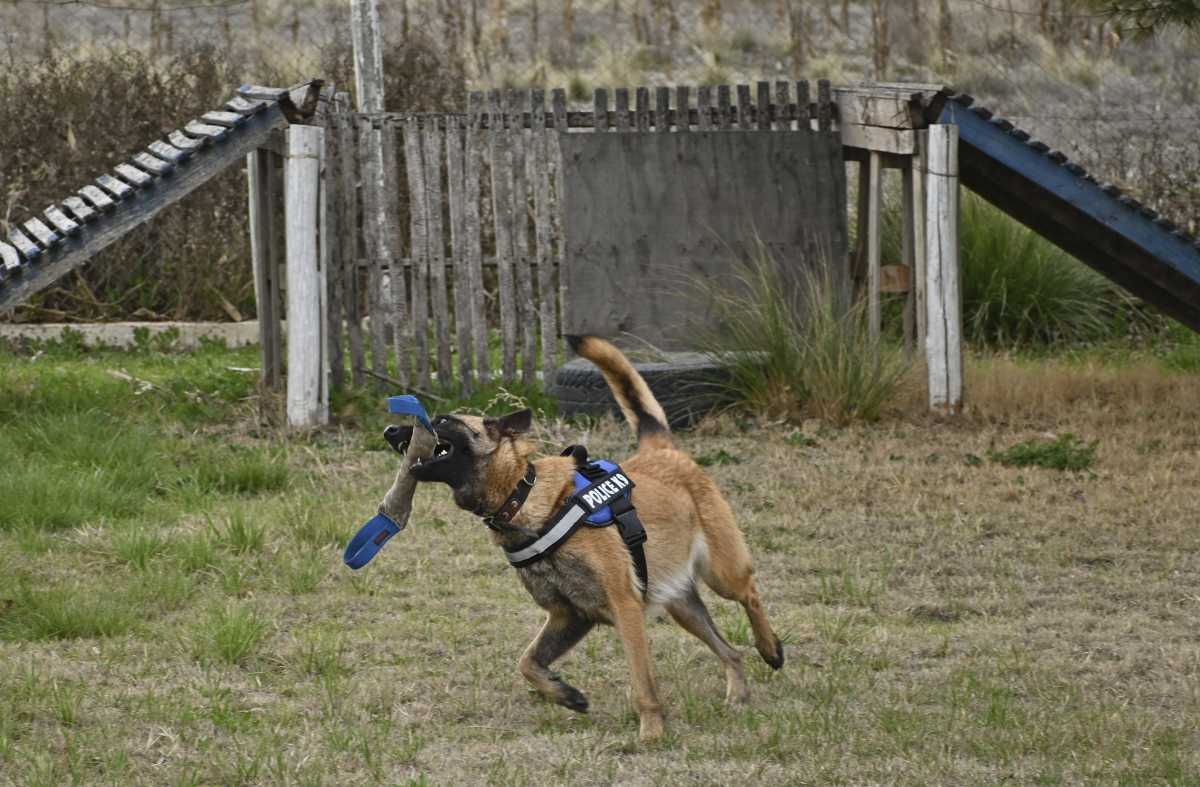 cuanto tarda en entrenar un perro policia