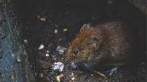 Imagen de Las ratas invaden Nueva York y se ofrecen “tours” para conocer a los roedores