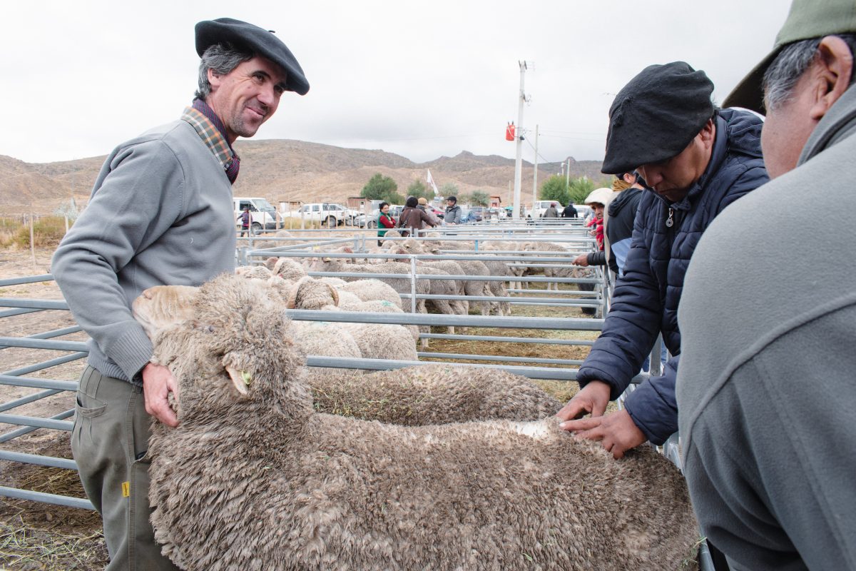 Ganadería sostenible: un eje fundamental es la aplicación de buenas prácticas, dentro de las que se encuentra el bienestar animal.