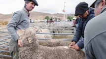 Imagen de Día del Productor Lanero: la ganadería sostenible para repensar el sector en la Patagonia