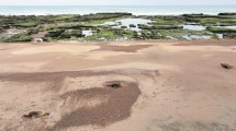 Imagen de En Río Negro más playas cerradas por el brote de gripe aviar en lobos marinos