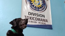 Imagen de Antú, Charlie y Rocco, los perros que se retirarán de la Policía de Río Negro