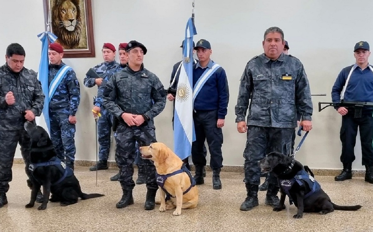 Los animales fueron premiados en un acto este miércoles. Foto: Gentileza.