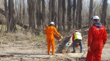 Imagen de Alerta amarilla por viento: las ráfagas tiraron árboles y carteles en Neuquén