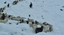 Imagen de El drama que se oculta bajo la nieve con las chivas muertas en el norte neuquino