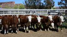 Imagen de Comenzó la Expo Rural Ganadera del Alto Valle en Roca: «Fue un año complejo, pero tenemos muchas expectativas»