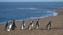 Imagen de La hermosa estadía de los pingüinos de Magallanes en Puerto Madryn: cómo ir a verlos